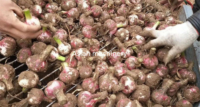 Garlic Root Stem Head Cutting Machine 