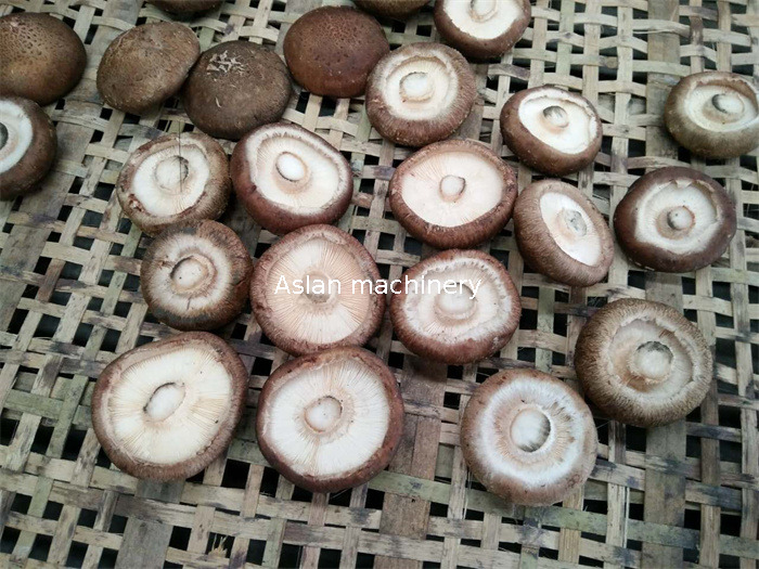 1 mushroom cutter01.jpg
