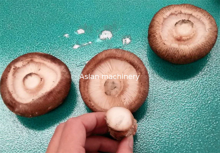 1 mushroom cutter03.jpg