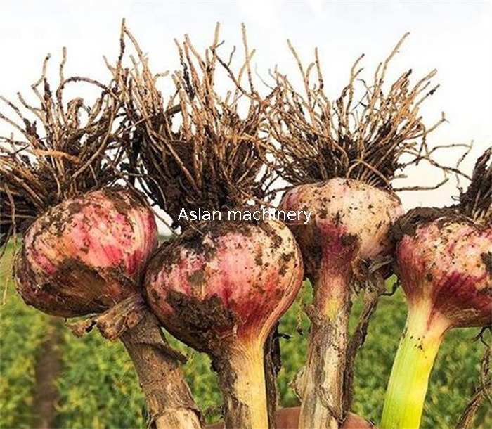 Garlic Root Stem Head Cutting Machine 